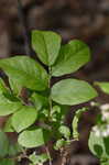 Squaw huclkeberry <BR>Deerberry